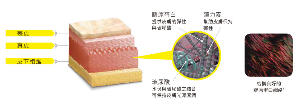 洢蓮絲Ellanse骨骼的再吸收與重塑